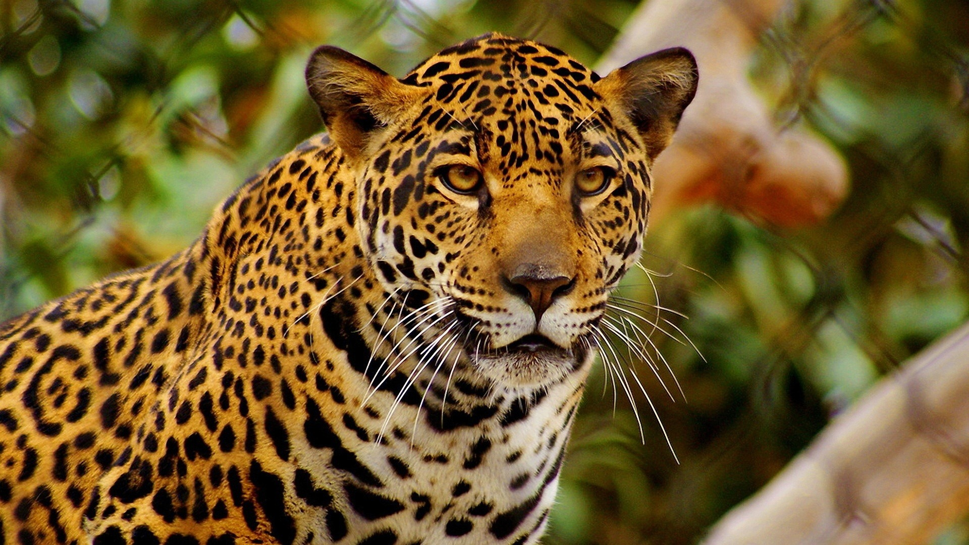 Imagen - Jaguar hd full.png | Wiki Reino Animalia | FANDOM powered by Wikia