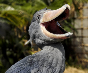 Picozapato 7.png