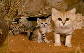 Gato del desierto 1.png