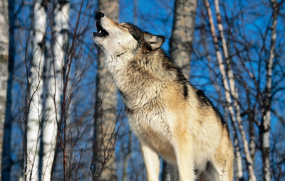 Lobo aullando.png