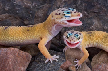 Gecko leopardo 3