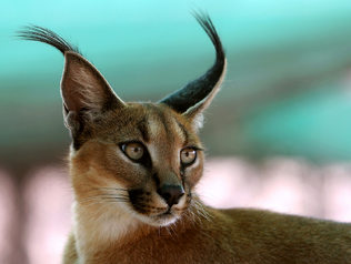 Caracal 4.png