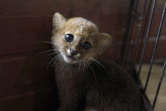 Jaguarundí 3