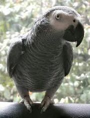 Loro gris africano