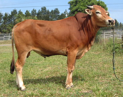 Vaca 12.png