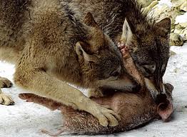 Lobos comiendo.jpg