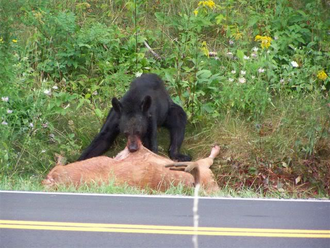 Oso negro 18.png