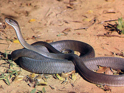 Mamba negra2.jpg