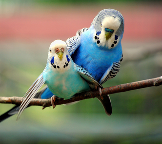 Perico australiano 5.png