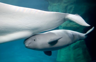 Beluga 2.png
