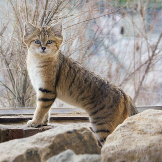 Gato del desierto 8.png