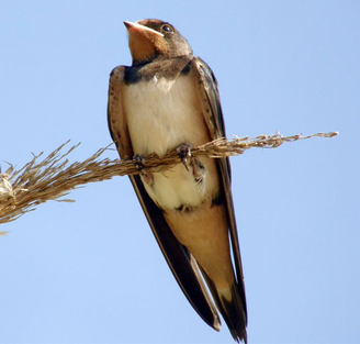 Golondrina comun 4