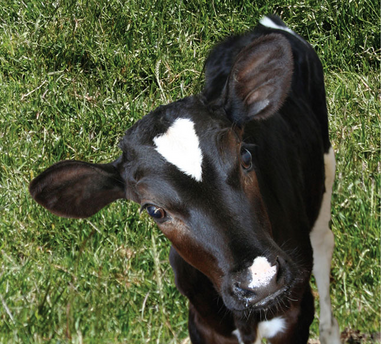 Vaca 2.png