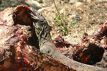 220px-Komodo Dragon Eating Rinca.jpg