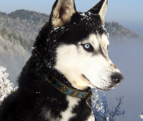 Husky siberiano 21.png