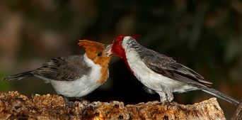 Cardenal comun 2.png