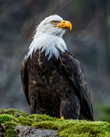 Archivo:Águila Calva Wiki.png
