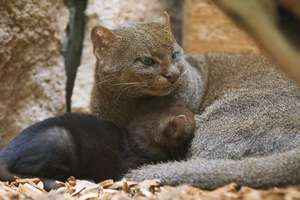 Jaguarundí 5
