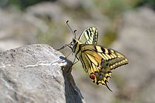 Schwalbenschwanz, Papilio machaon