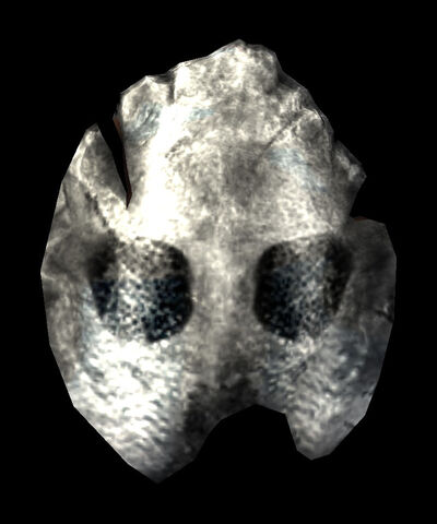 File:Skulltula Chitin.jpg