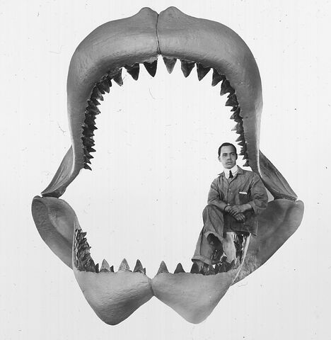 File:Carcharodon megalodon.jpg