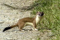 MustelaErminea