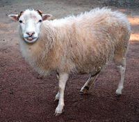 SkuddeSheep