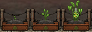 Turmeric Gardening
