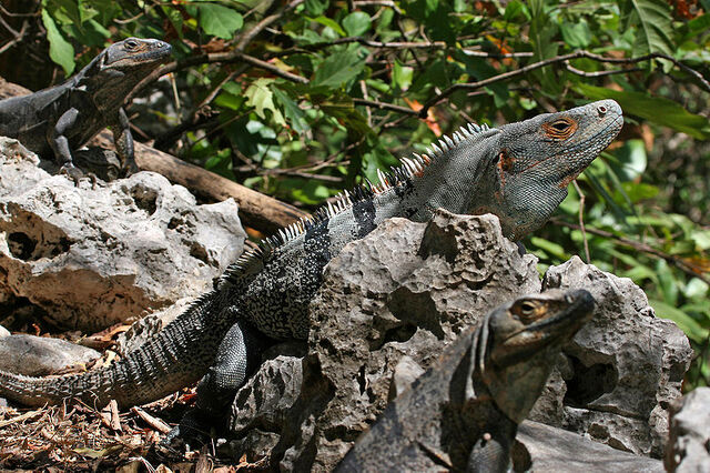 File:800px-CtenosauraSimilis.jpg