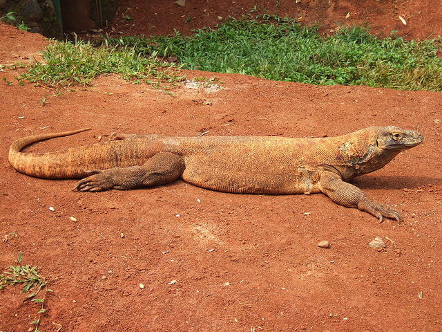 File:Komodo dragon 1.jpg