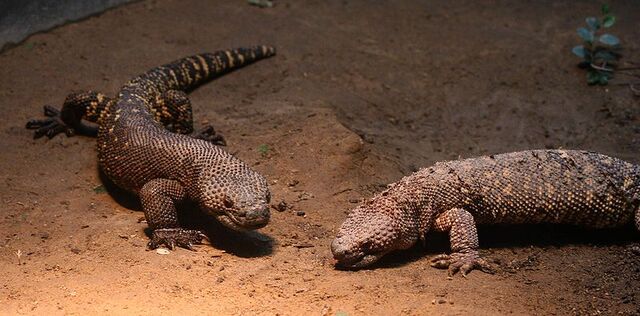 File:BeadedLizard.jpg