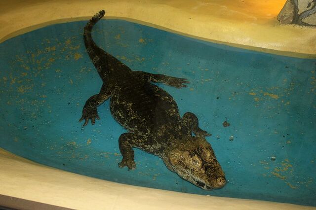 File:Broadsnoutcaiman.jpg