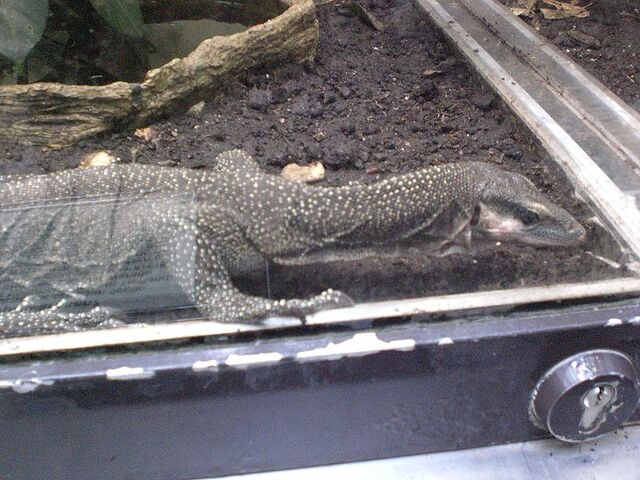 File:Varanus jobiensis.jpg