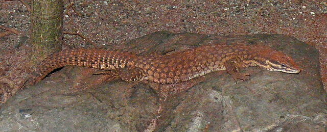 File:800px-Varanus acanthurus.jpg