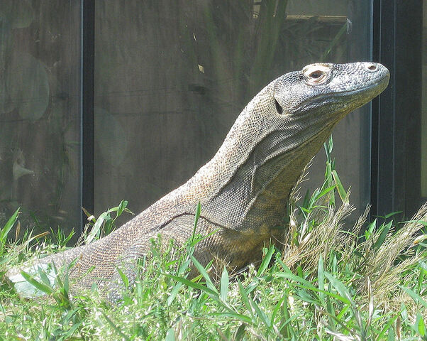 File:Komodo dragon 2.jpg