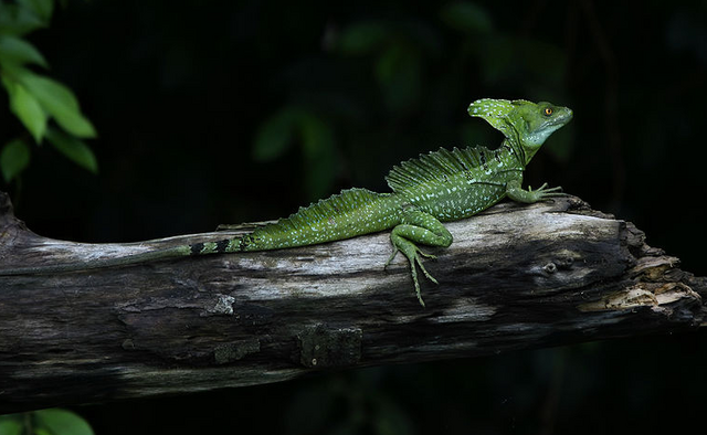 File:Male plumed basilisk.png