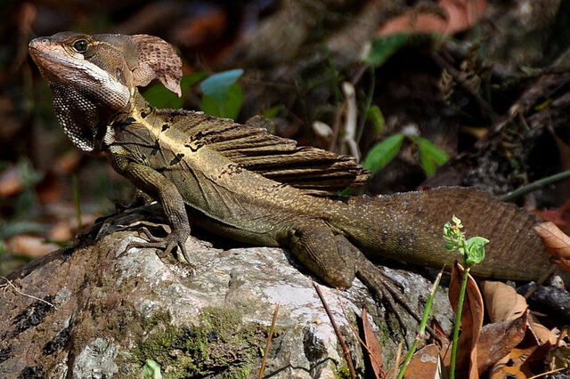 File:Brown basilisk.jpg