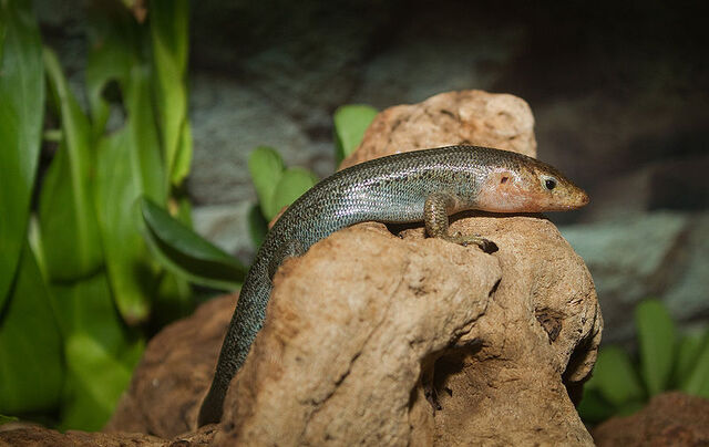 File:Plestiodon longirostris.jpg