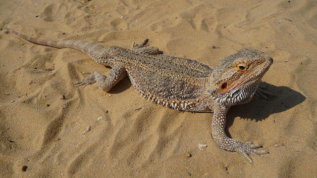 File:Beardie.jpg