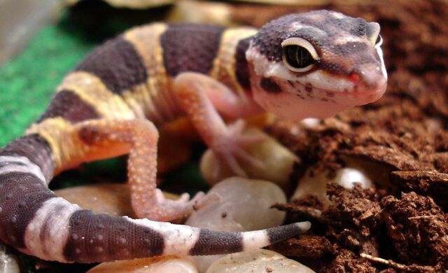File:YoungLeopardGecko.jpg
