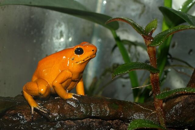 File:Orange Terribilis.jpg