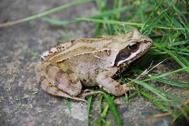 File:Common Frog.jpg