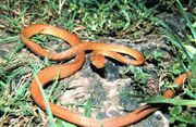 Brown tree snake Boiga irregularis USGS Photograph.sized