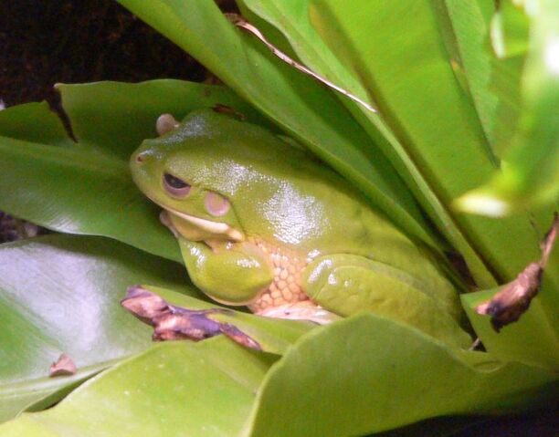 File:Bromeliad Tree Frog.jpg