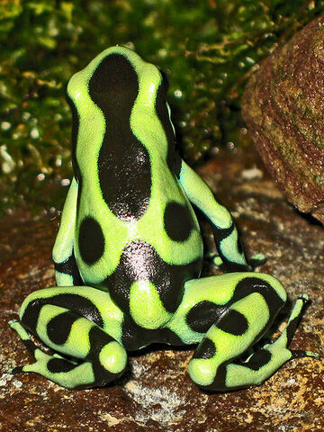 File:Dendrobates auratus 'Panama'.jpg