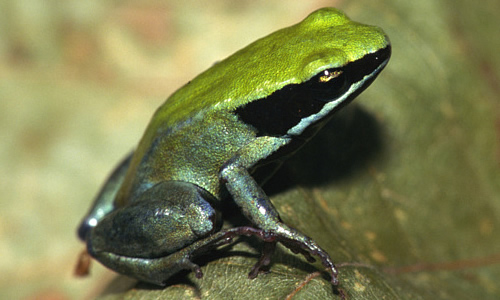 File:Viridis05.jpg