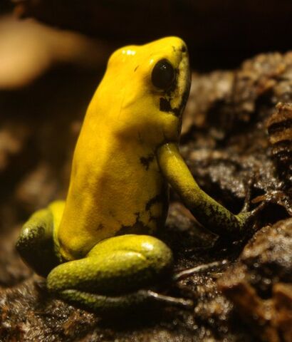 File:Black legged dart frog.jpg