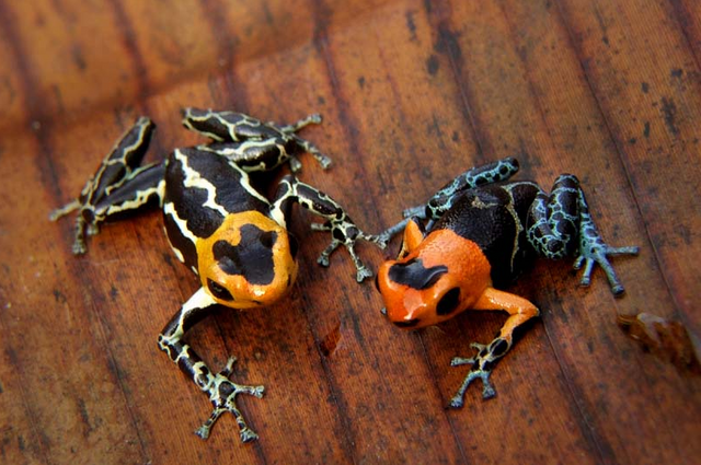 File:Fantastica Pair.png