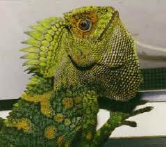 File:Chameleon tree dragon.jpg