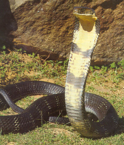 File:King cobra.jpg